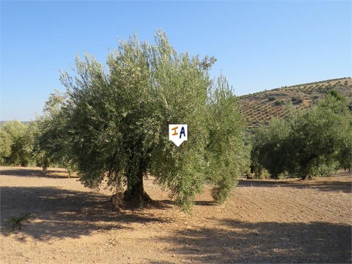 Land in Alcaudete de la Jaya - view 1