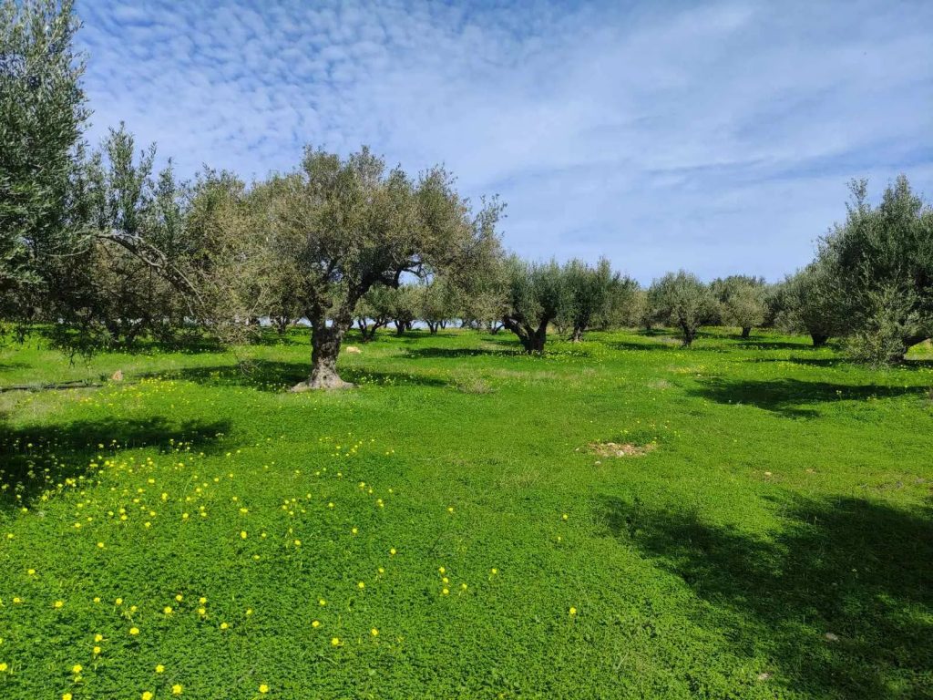 House in Pyrgos Vrachasiou - view 1