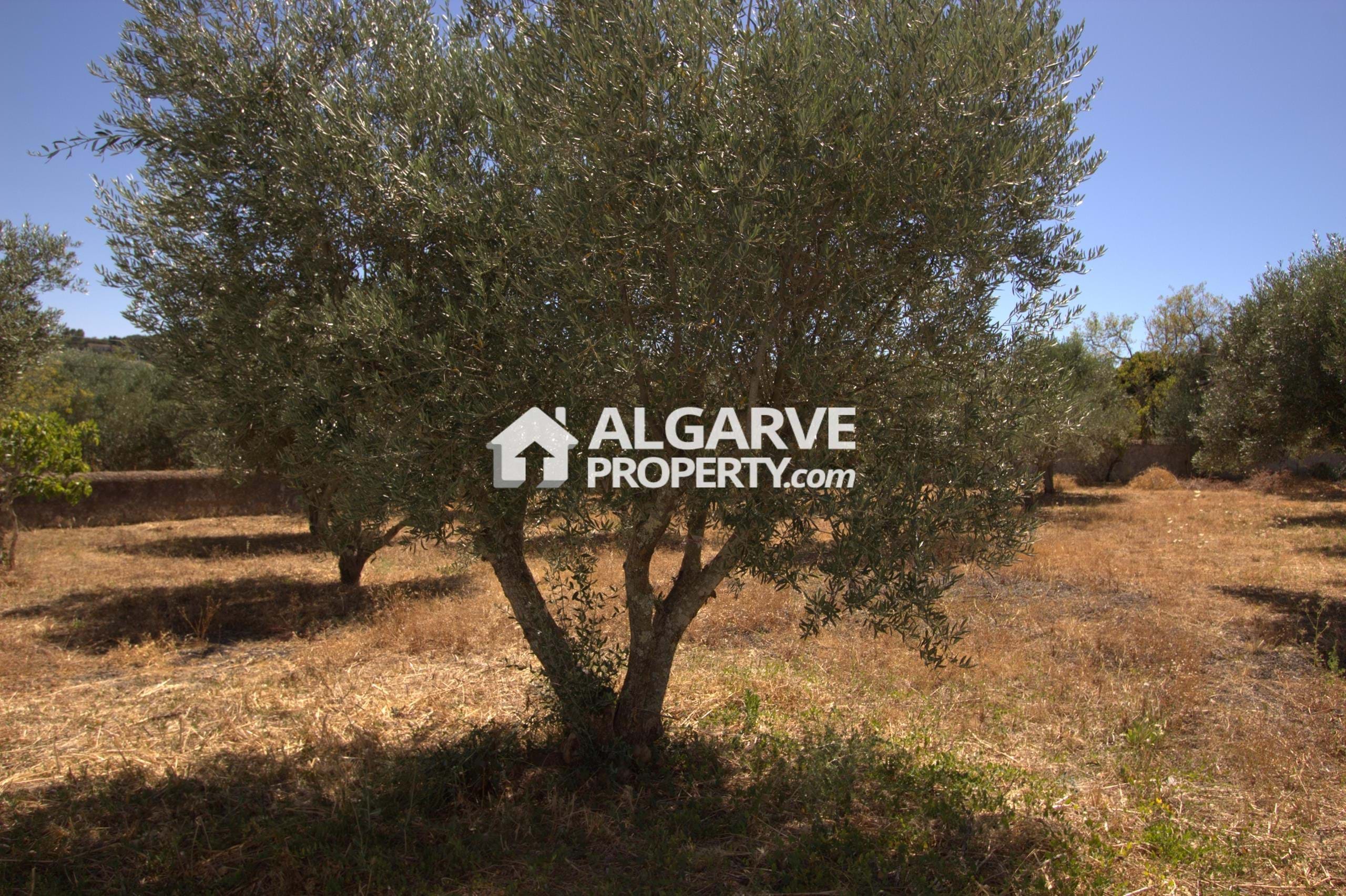 Land in Sao Bras de Alportel - view 1