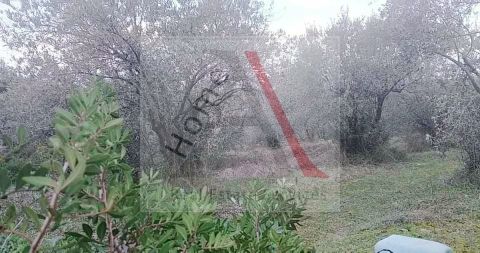 Land in Aidipsos - view 1