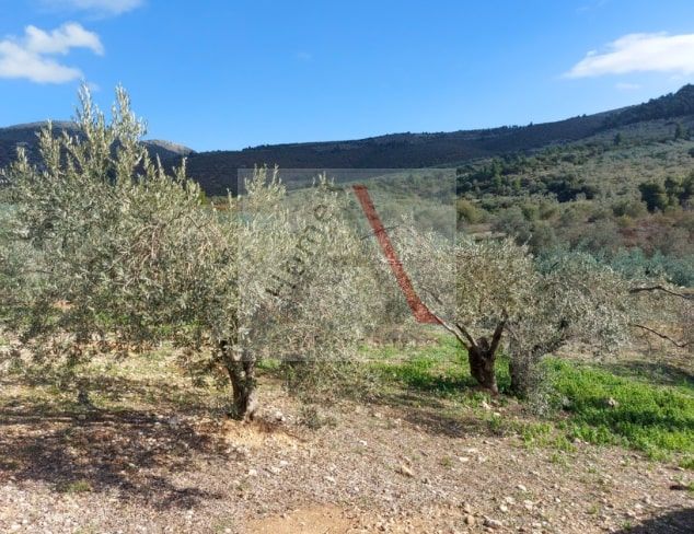 Land in Tenea - view 1