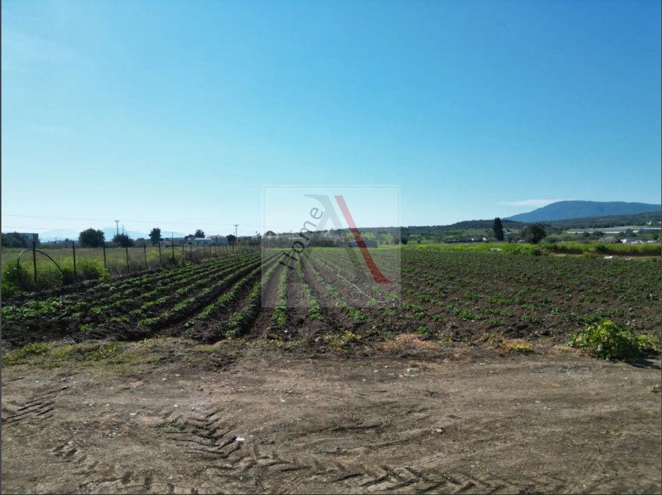 Land in Messapia - view 1