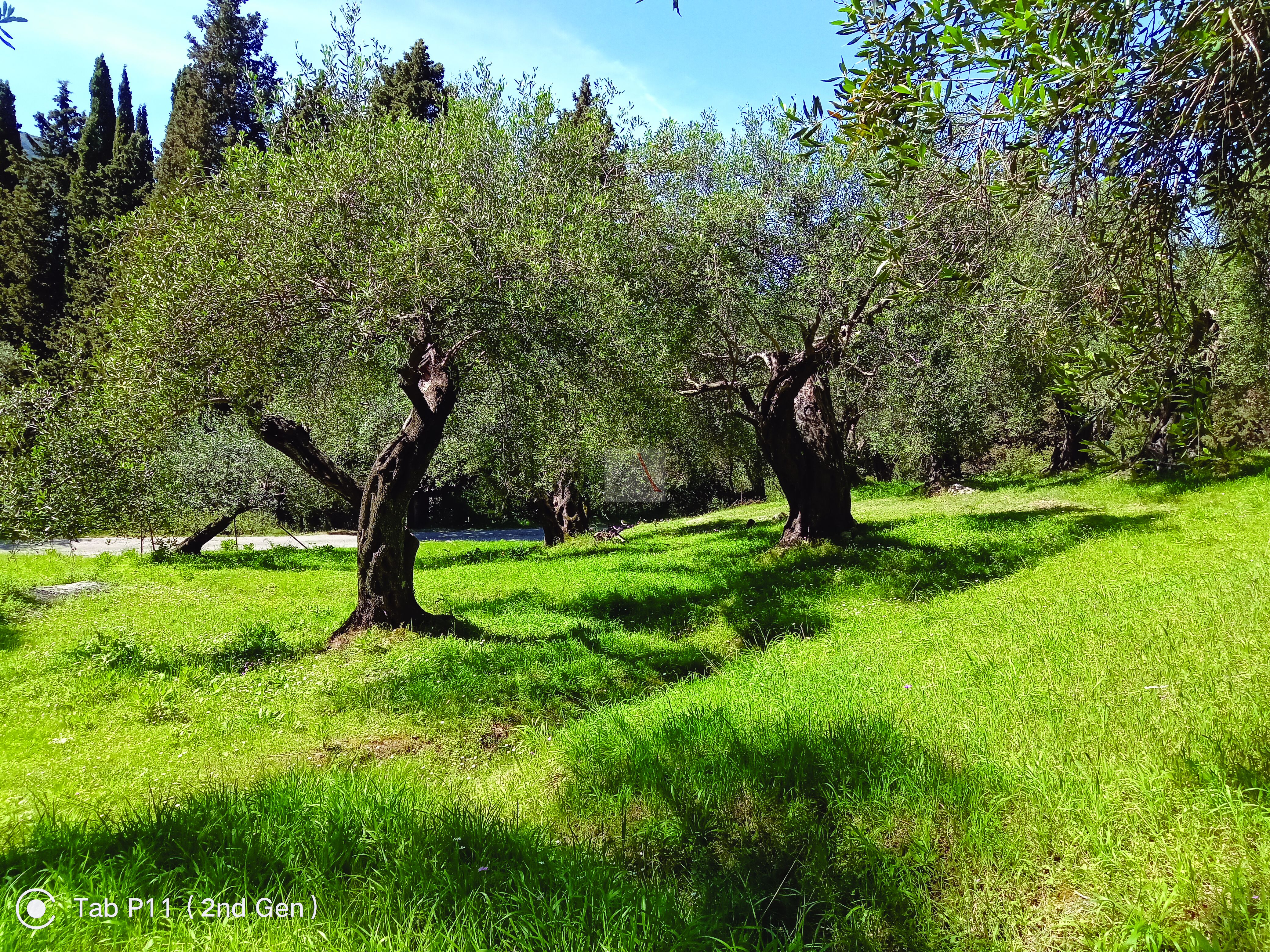 Land in Corfu - view 1