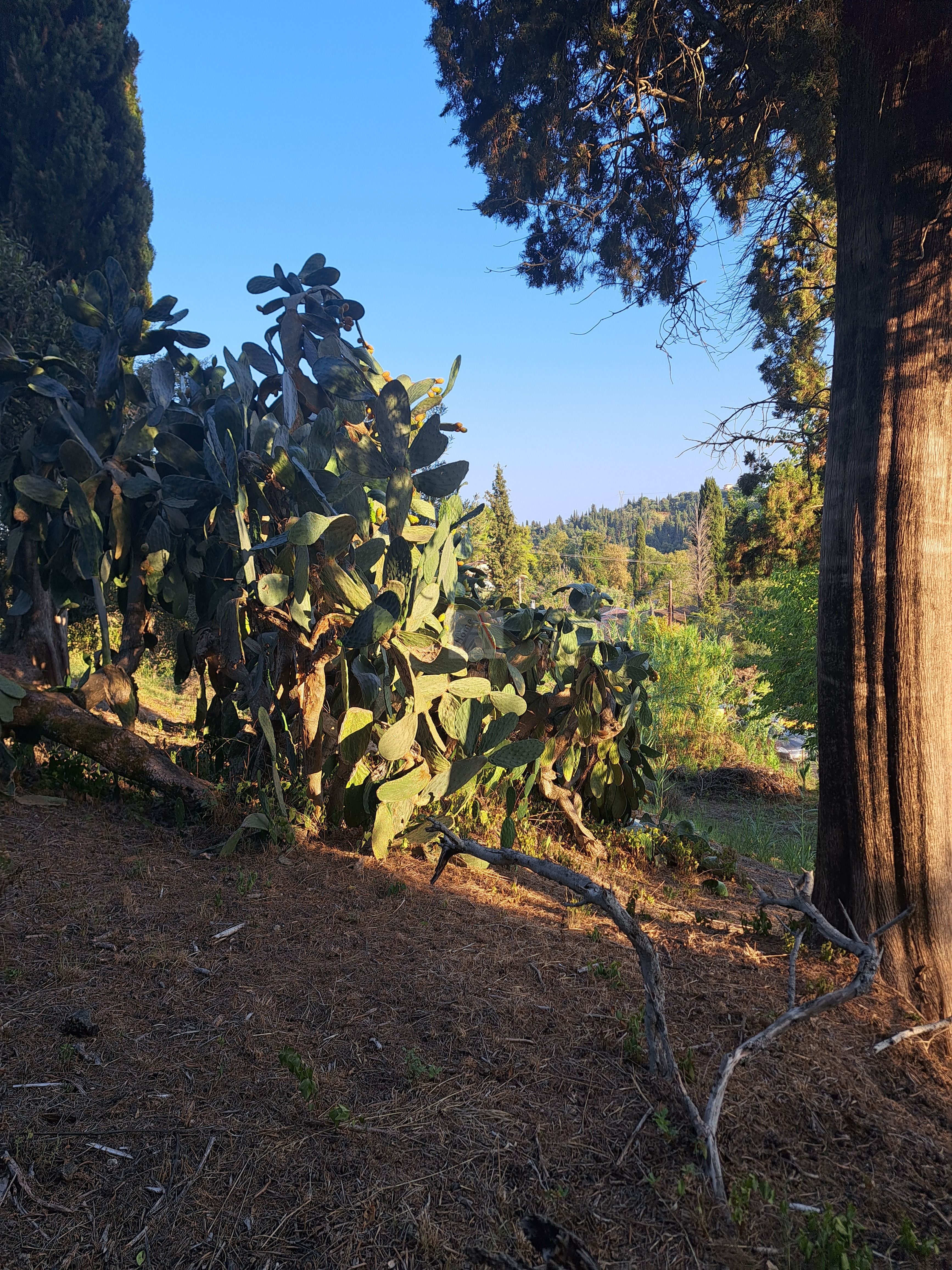 Land in Corfu - view 1