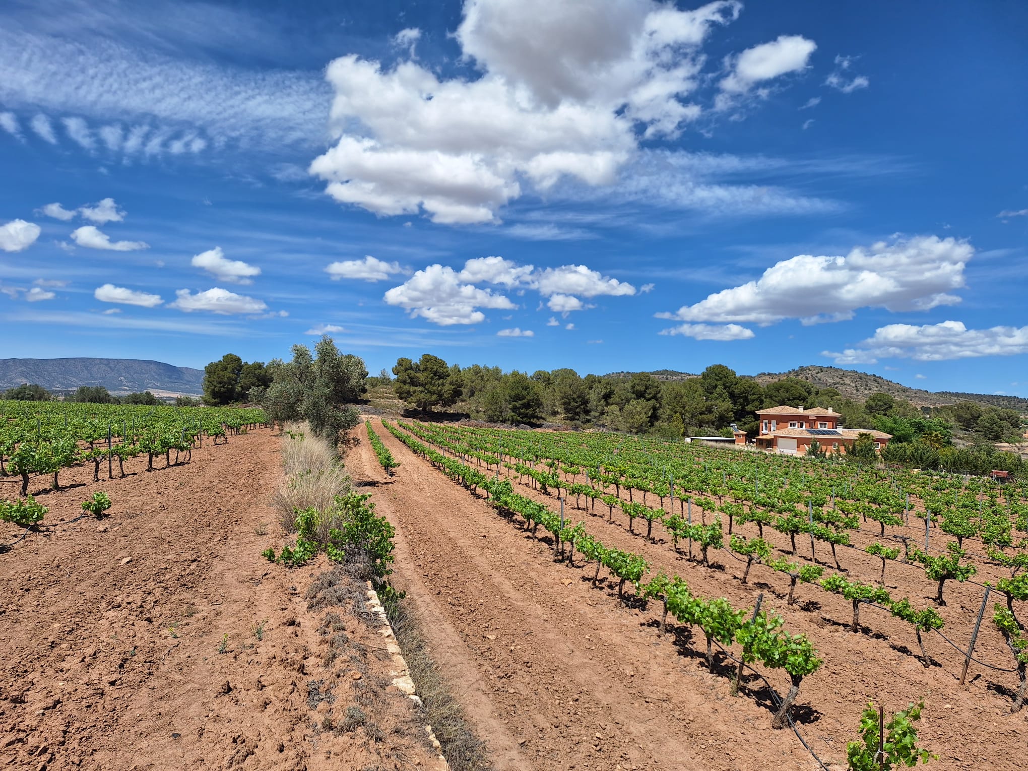 Land in Pinoso - view 1