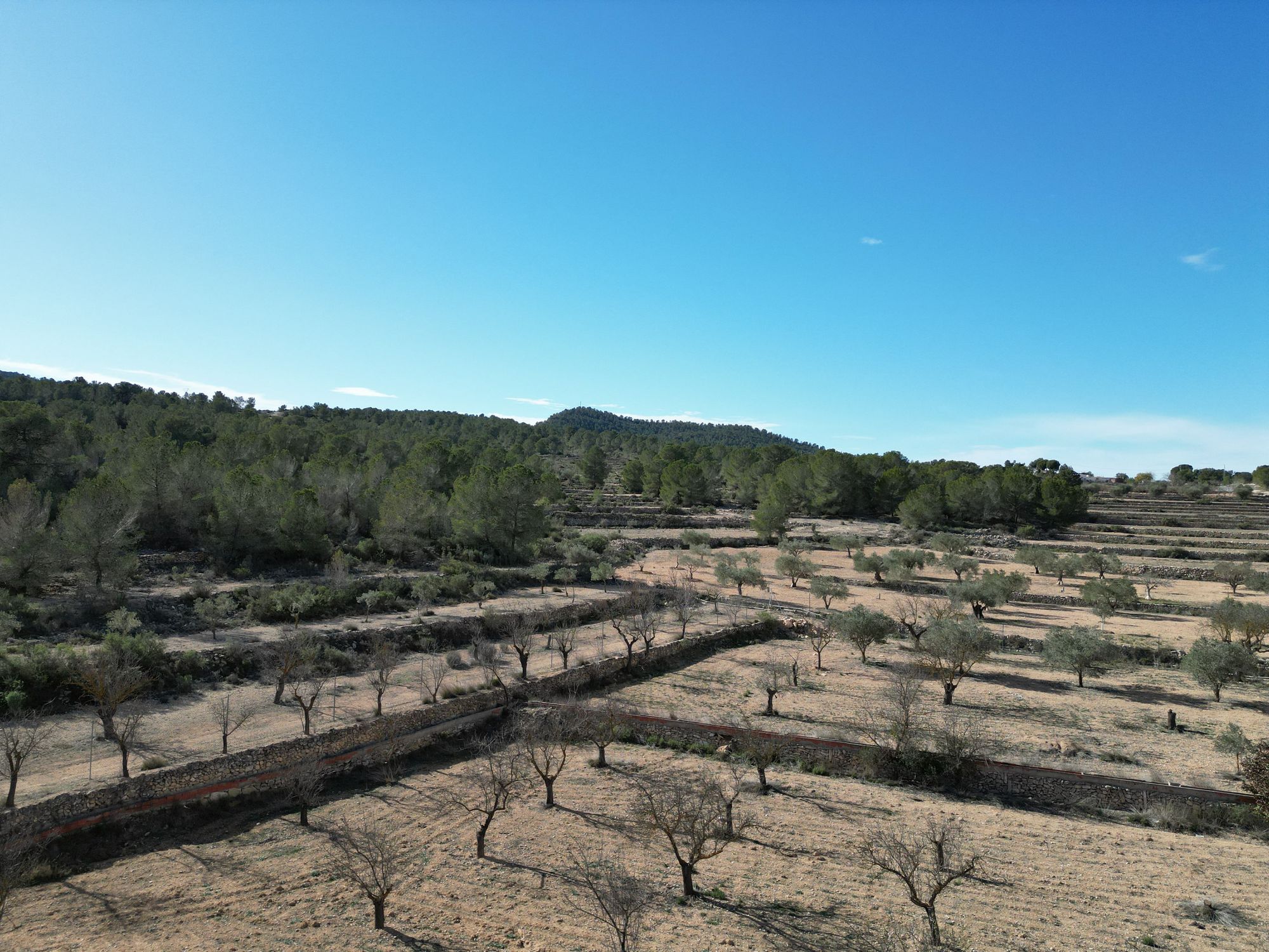 Land in Monovar/Monover - view 1