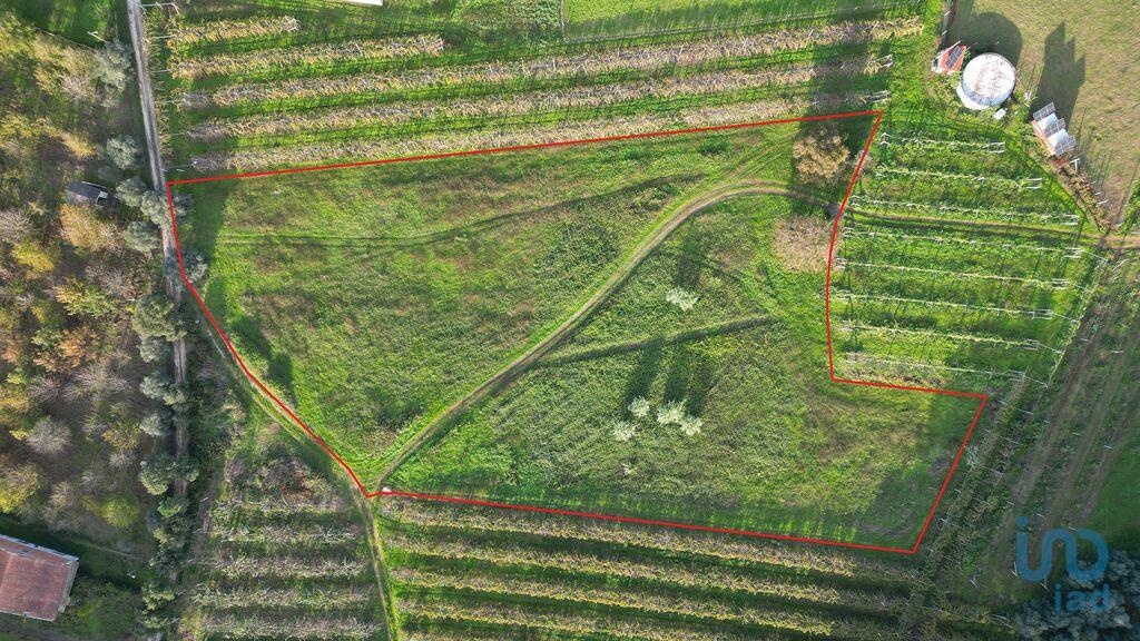 Land in Anadia - view 1