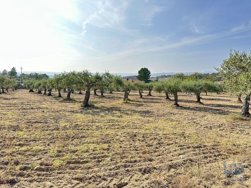 Land in Celorico da Beira - view 1