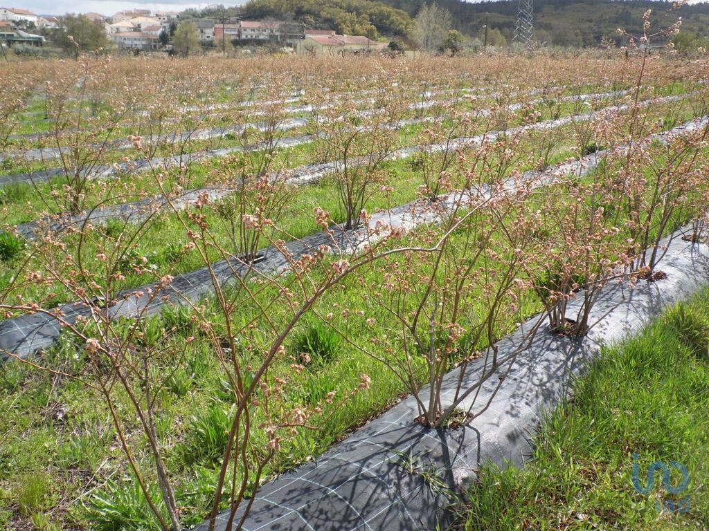 Land in Covilha - view 1