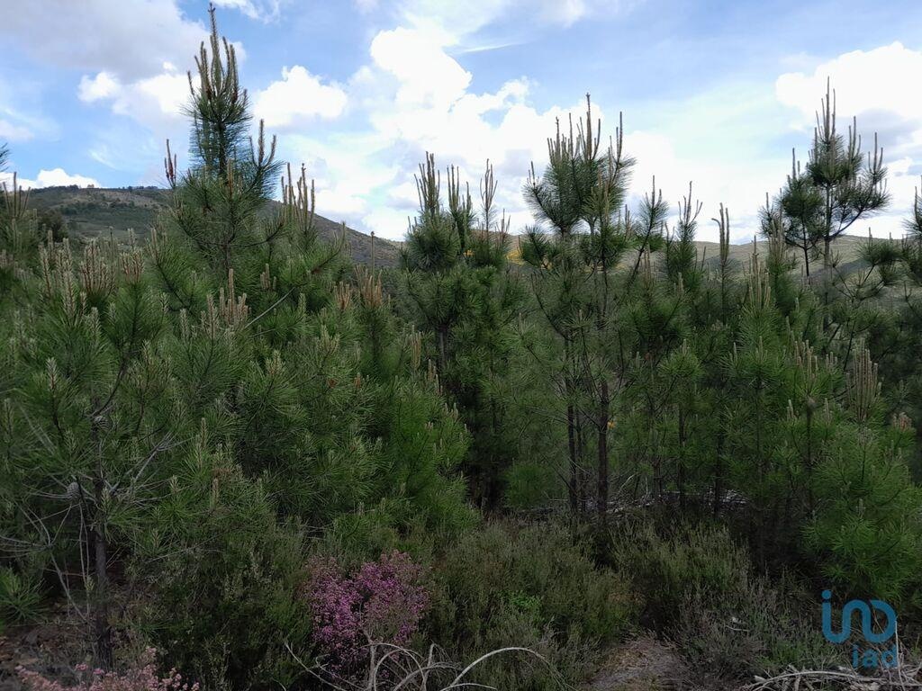 Land in Covilha - view 1