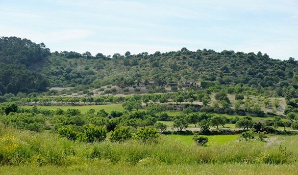 Land in Sant Joan - view 1