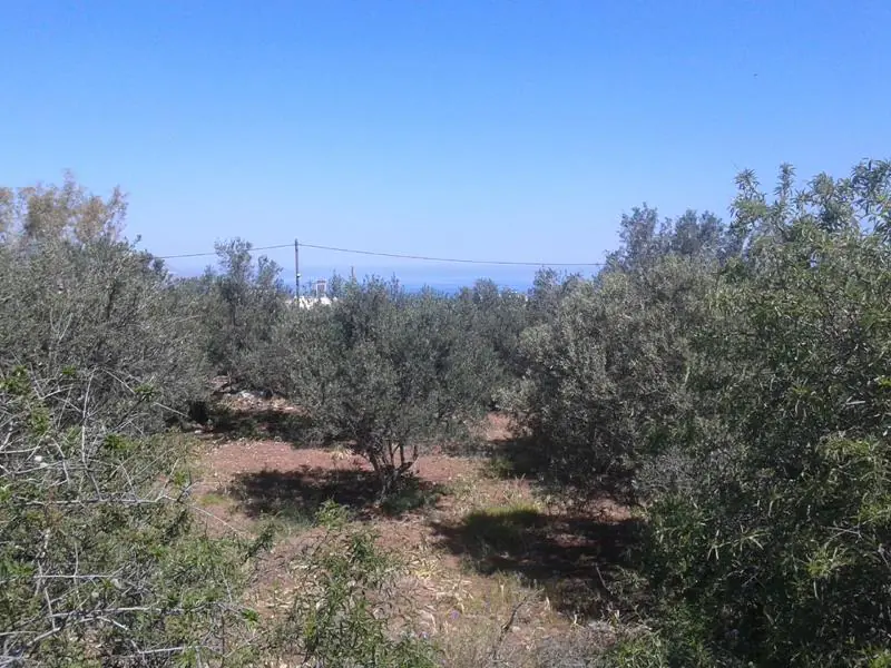Land in Kokkino Chorio - view 1