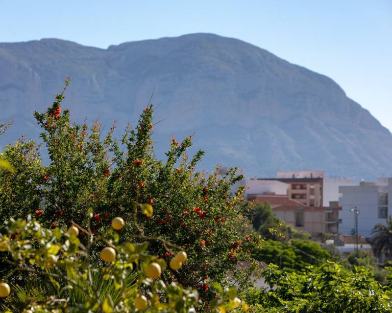 Farm, Ranch or Equestrian in Alicante - view 1