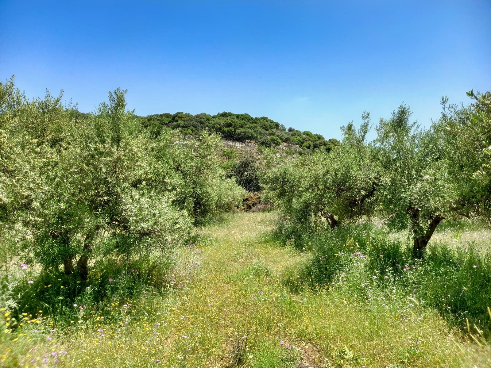 Land in Agios Pavlos - view 1