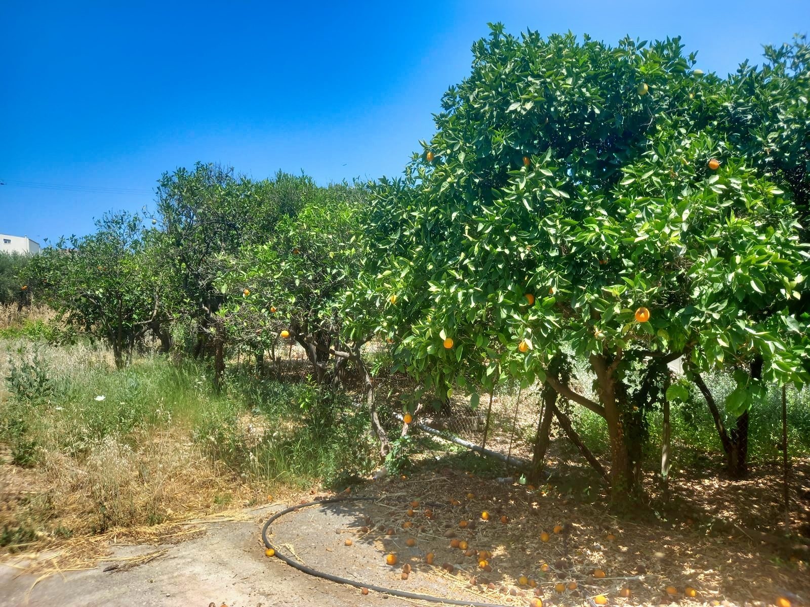 Land in Vafes - view 1