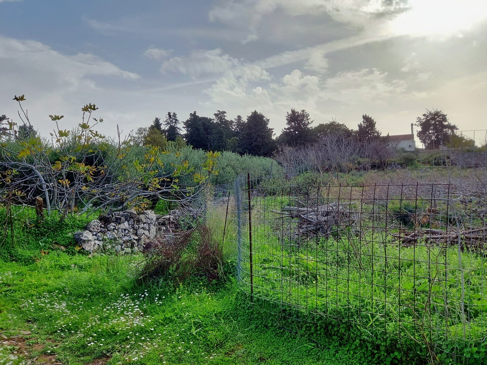 Land in Vafes - view 1