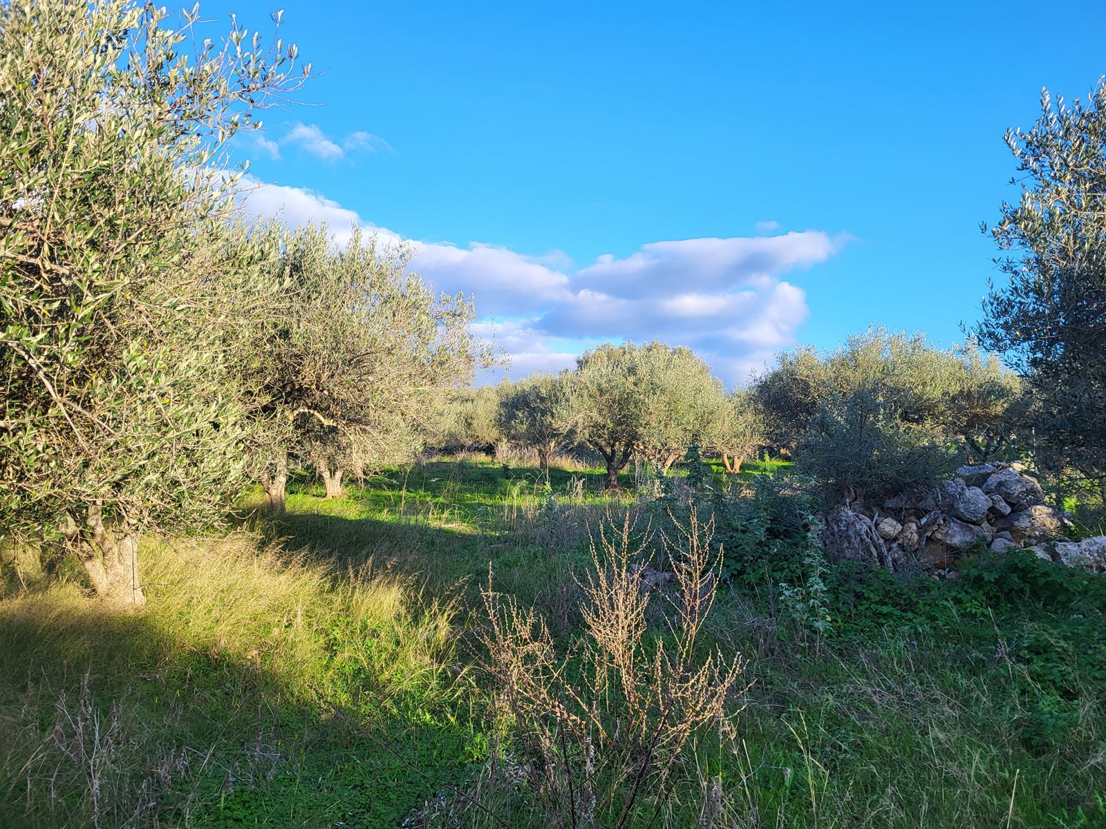 Land in Vafes - view 1
