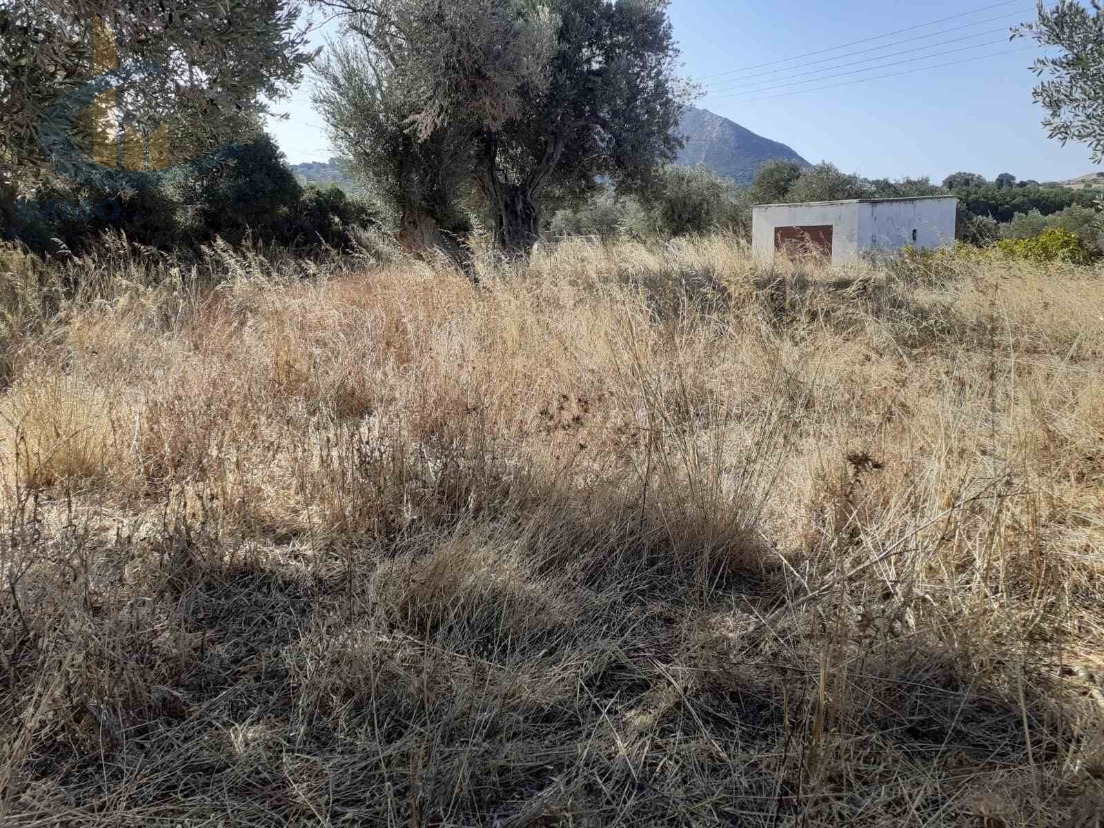 Land in Damalas - view 1