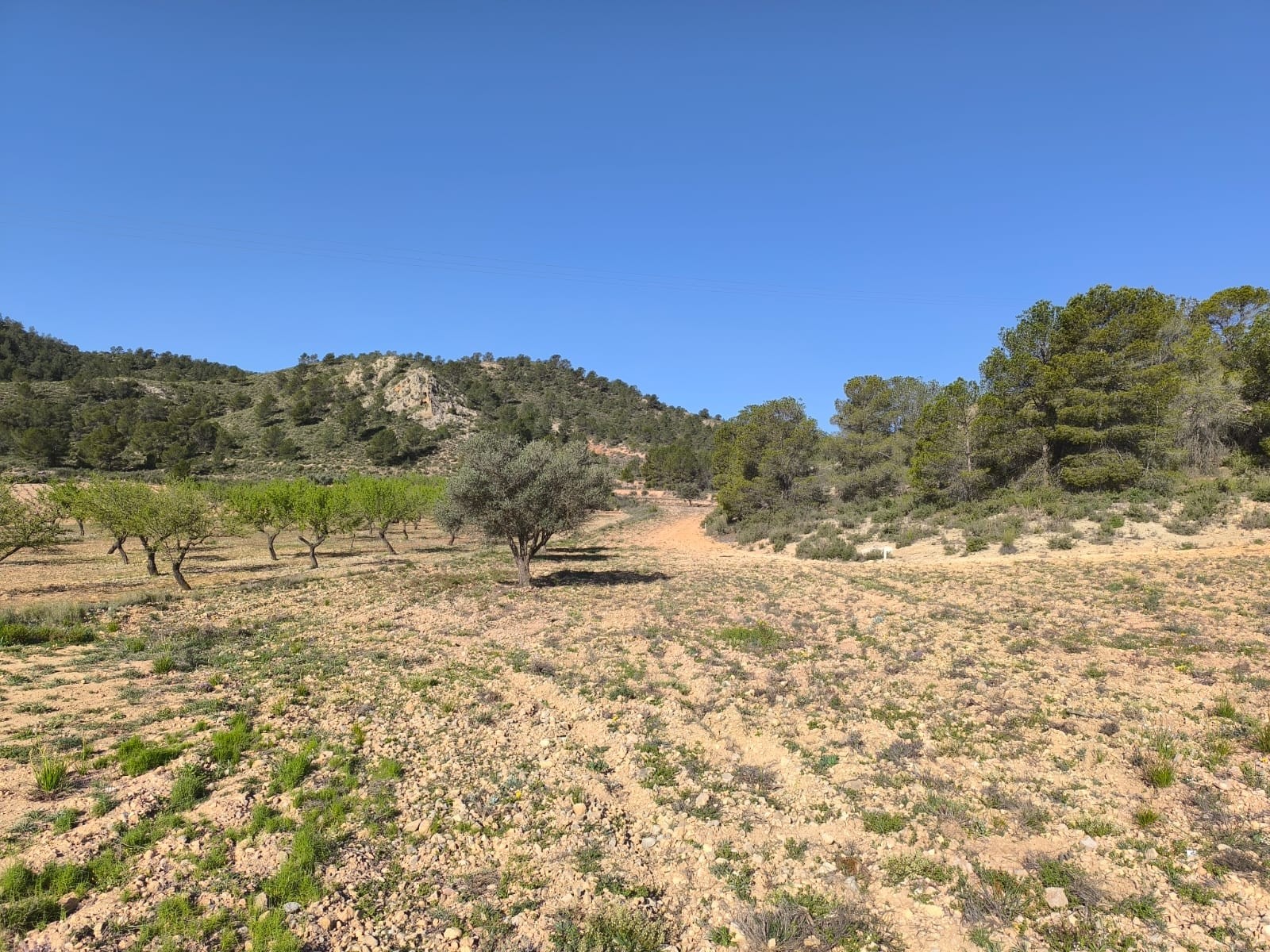 Land in Santa Cruz - view 1