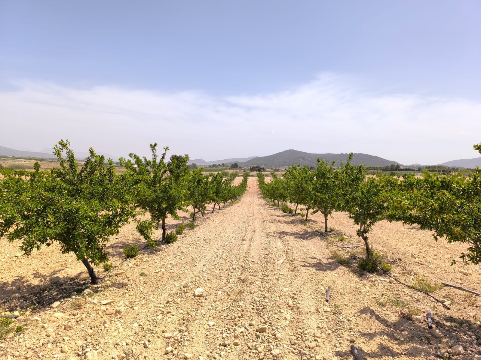 Land in Albanchez de Magina - view 1