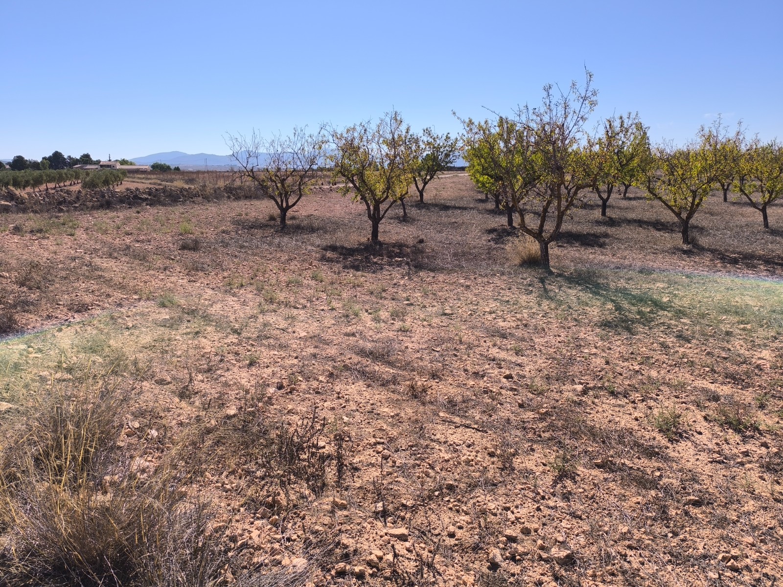 Land in Pinoso - view 1