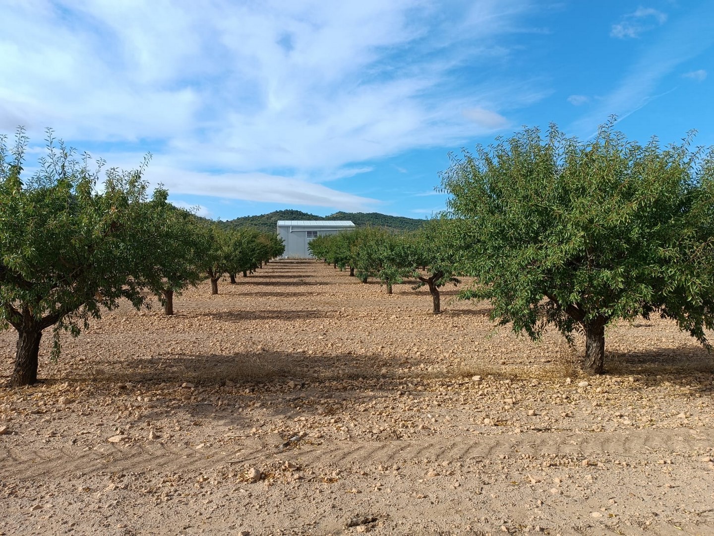 Land in Yecla - view 1