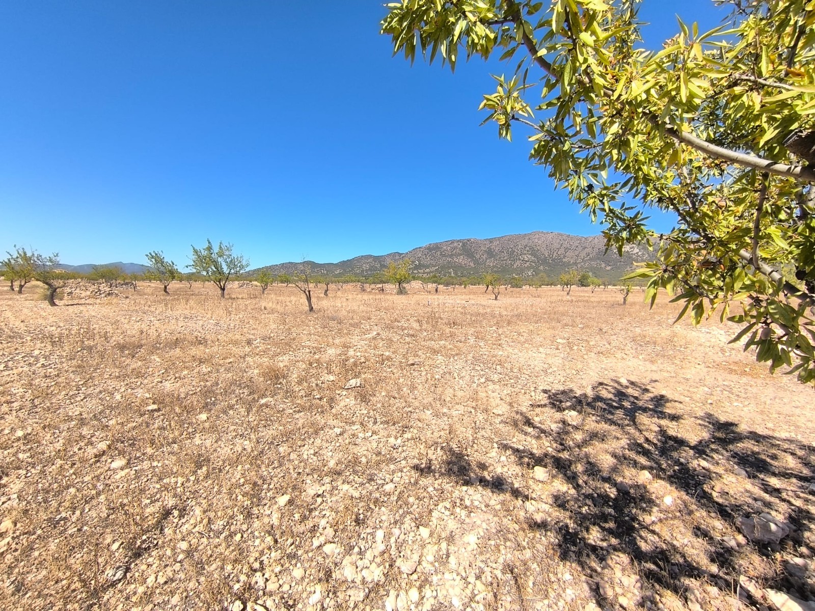 Land in Canadas de Don Ciro - view 1
