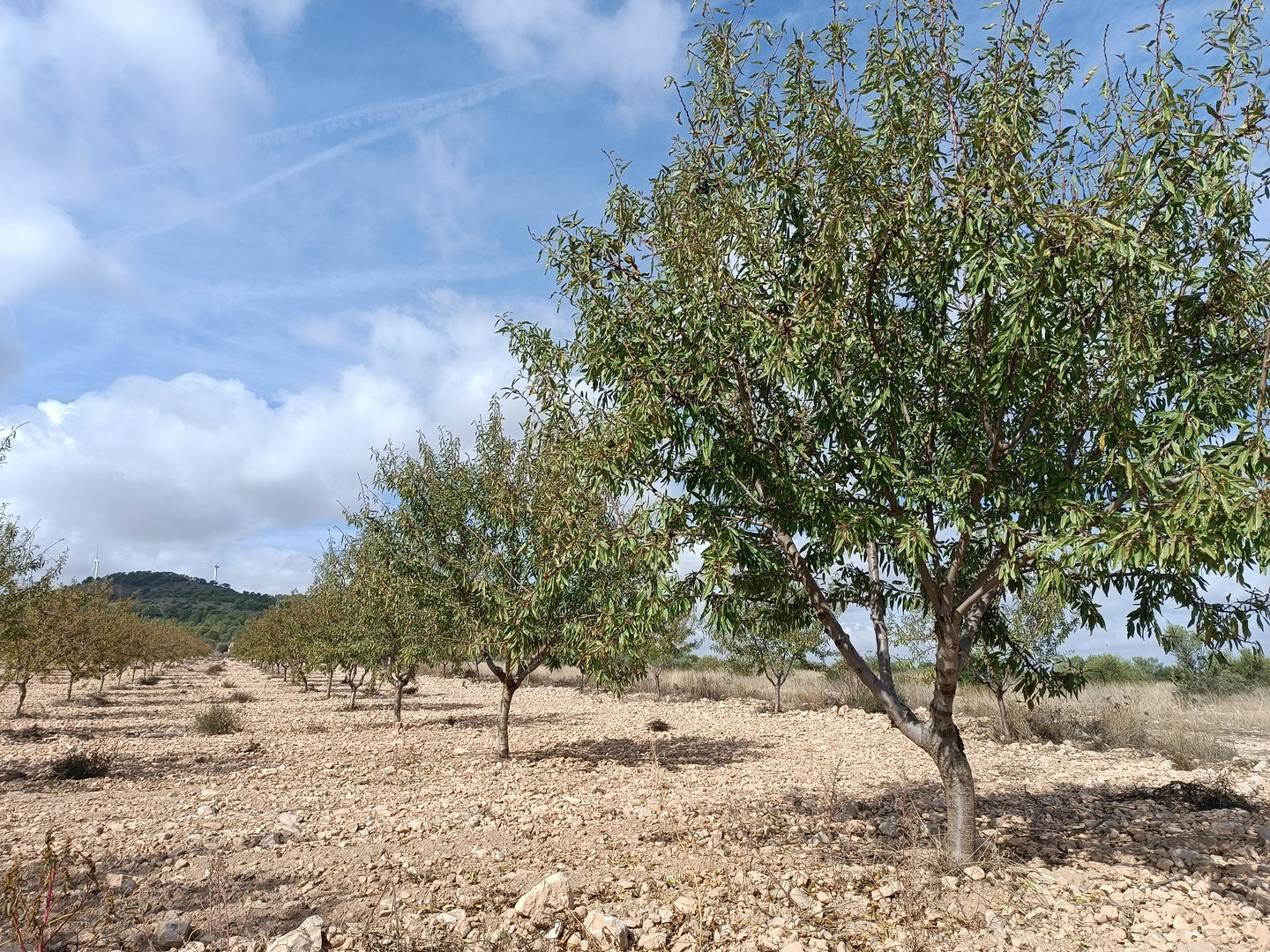 Land in Yecla - view 1