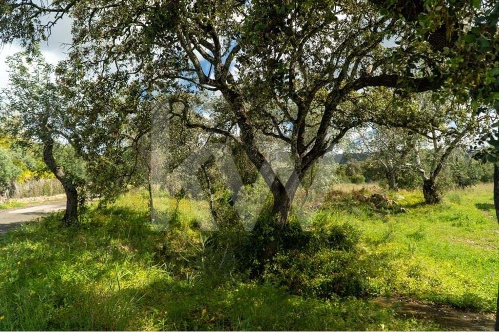 Land in Santa Barbara de Nexe - view 1