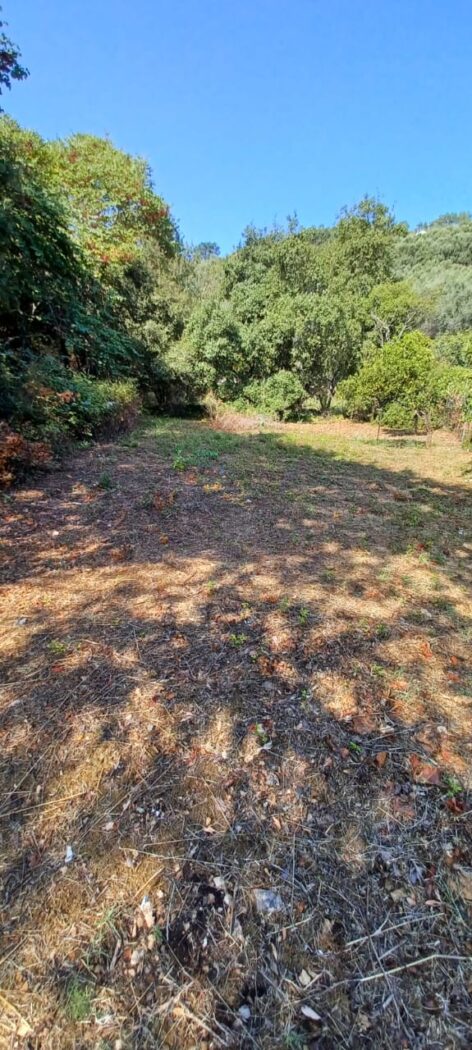 Land in Agios Stefanos Avlioton - view 1