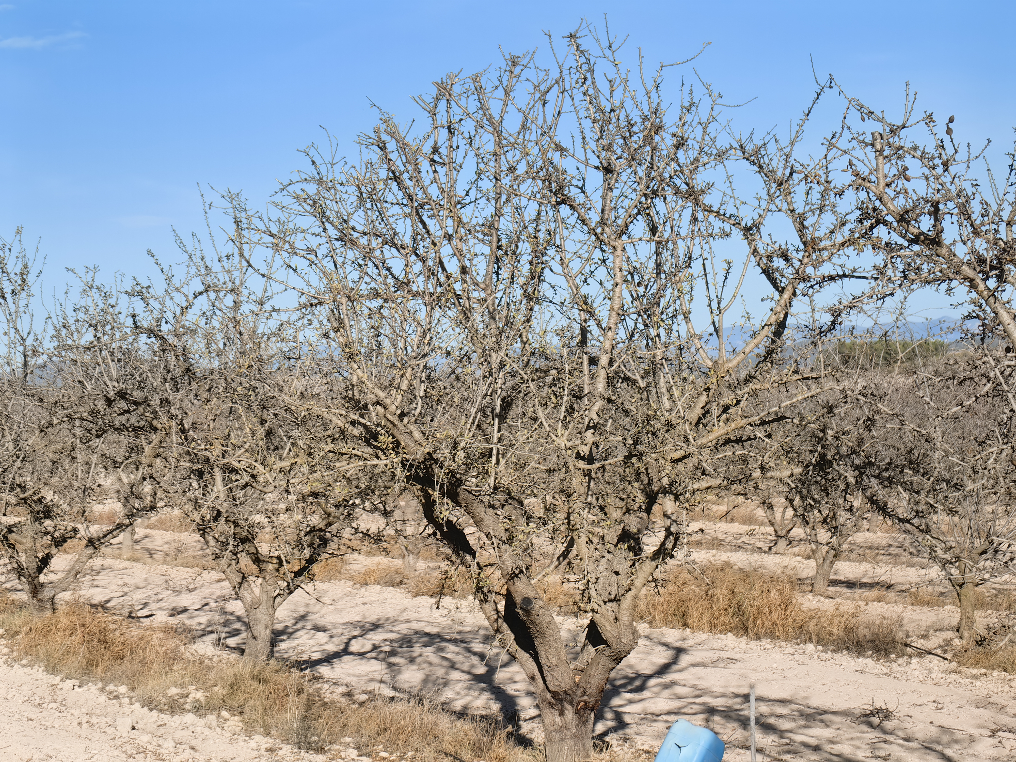 Land in Pinoso - view 1