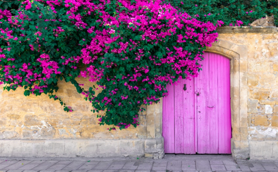 Pink bougainvillea flowers, old wooden door and cute lying cat on stone wall in Cyprus