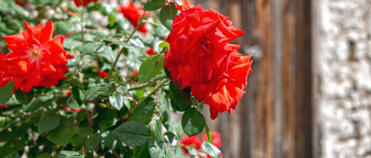 Red roses blooming in the sun in front of an old stone house with a wooden door in Lania village