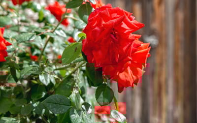 Cyprus in spring: what you need to see and do