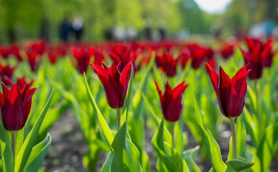 Tulipa cypria Cyprus tulip is a species of plant from the tulip genus Tulipa of the lily family Liliaceae