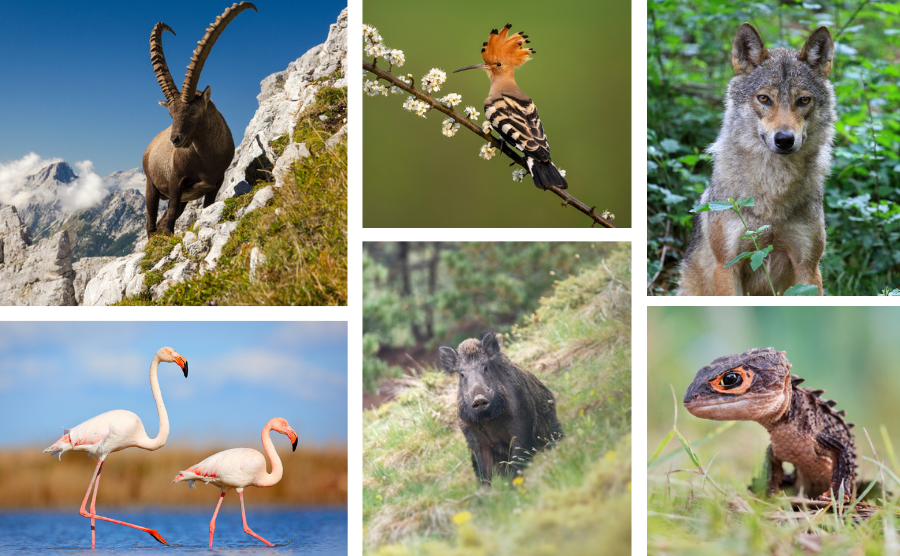 A selection of images of wildlife of Italy
