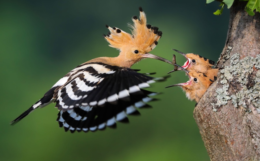 Italy wildlife hoopoe bird feeding chicks