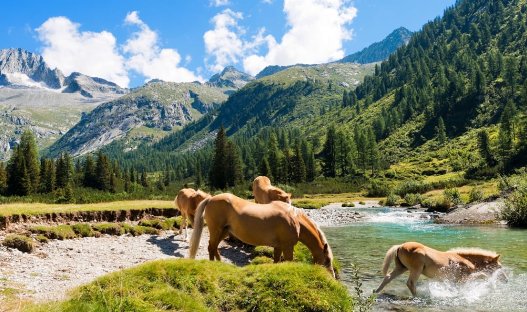 Your home close to Italy’s wildlife