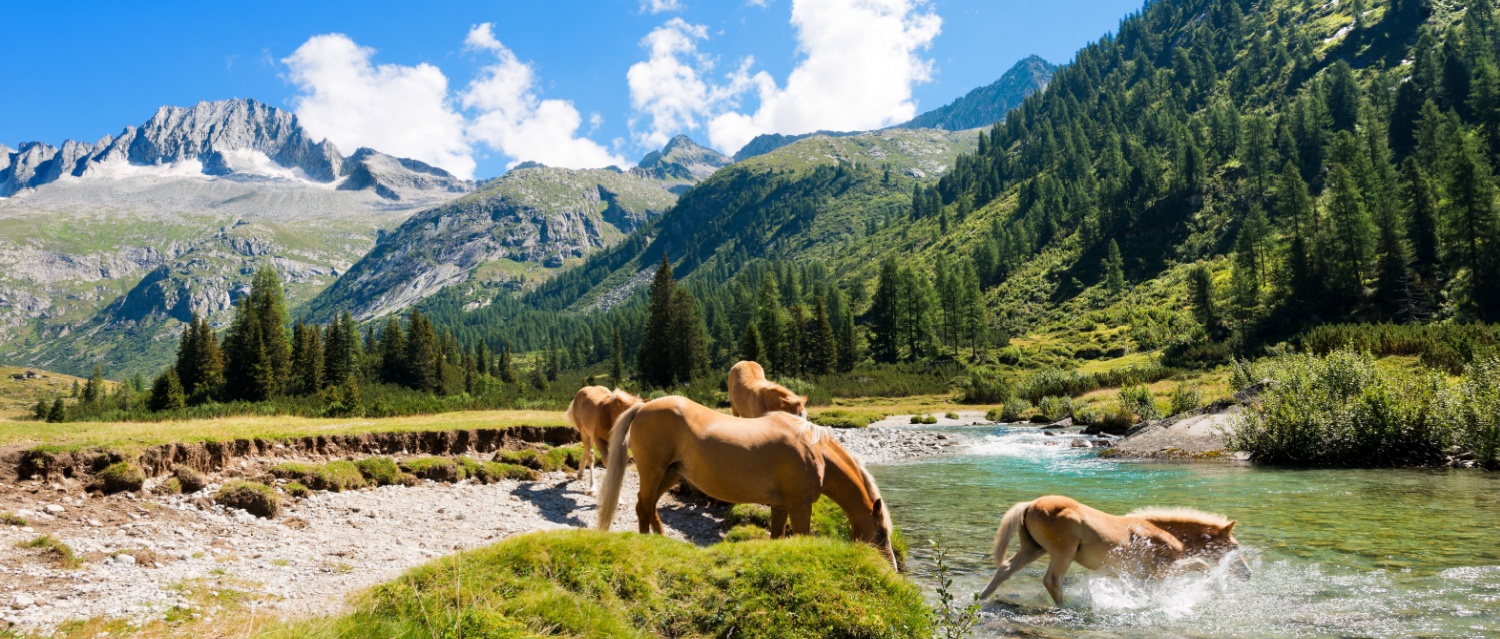 Horses in National Park of Adamello Brenta - Italy / Herd of horses wading the Chiese river in the National Park of Adamello Brenta. Trentino Alto Adige, Italy