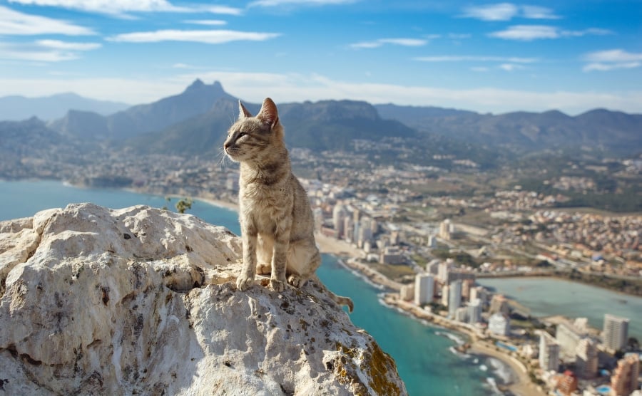 Cat on a rock in Alicante, Spain