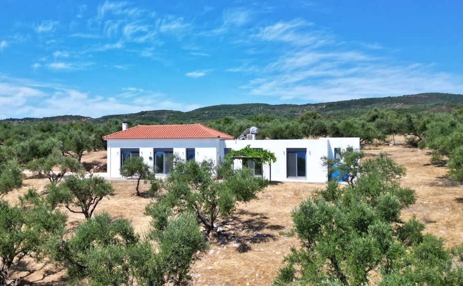 House with olive groves