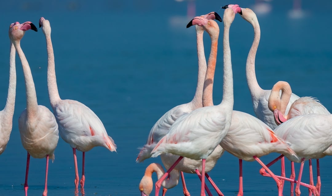Living among Greece’s wildlife – animals you might spot near your home