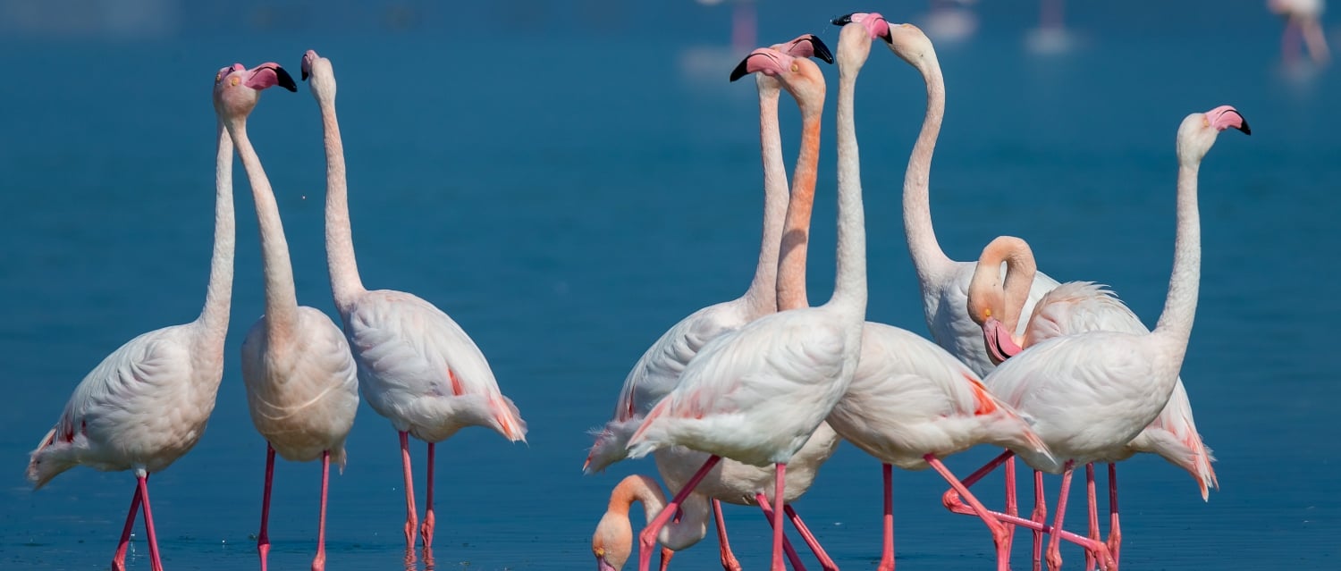 Flamingoes in water