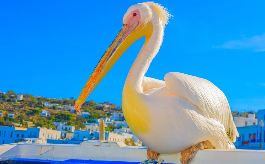 Petros the pelican