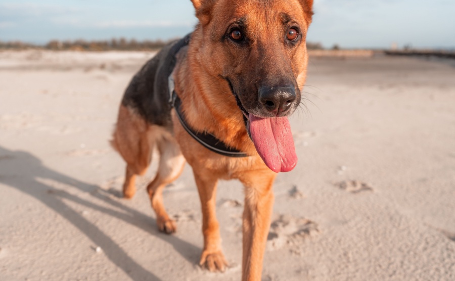 A German Shepherd walking on the beach in Murtosa, Portugal at golden hour