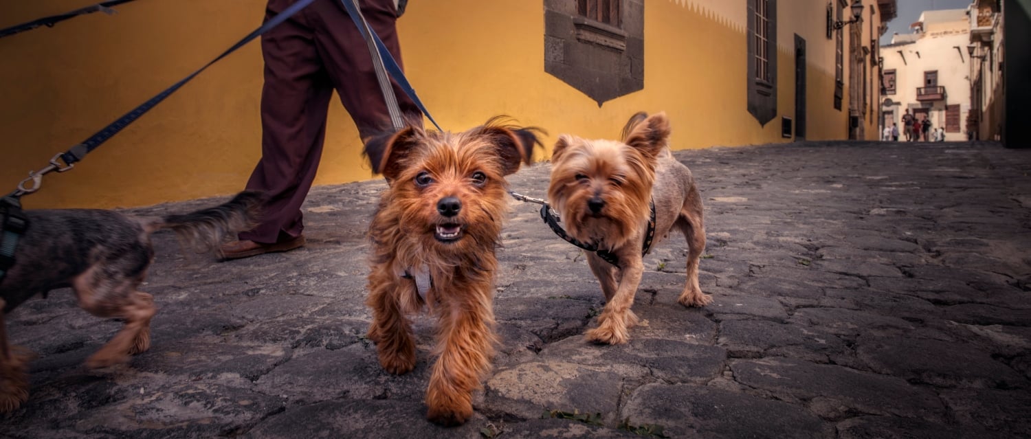 Dog walker