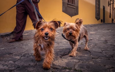 Tails of Spain: what to know about having pets