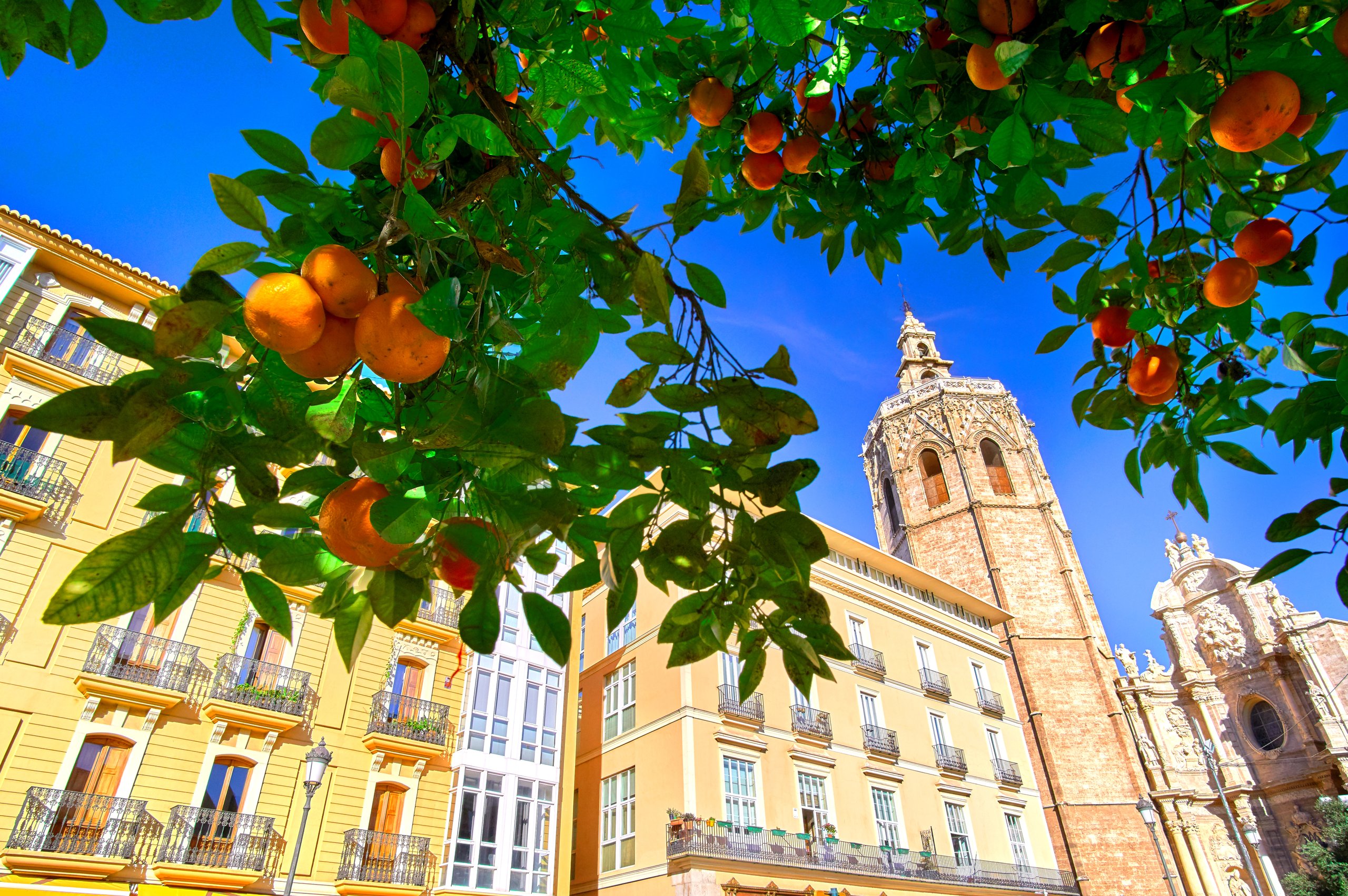 Valencia buildings and orange tree