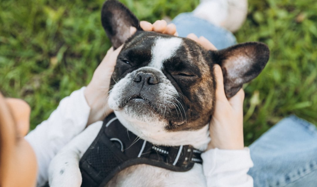 How to take your pets to France