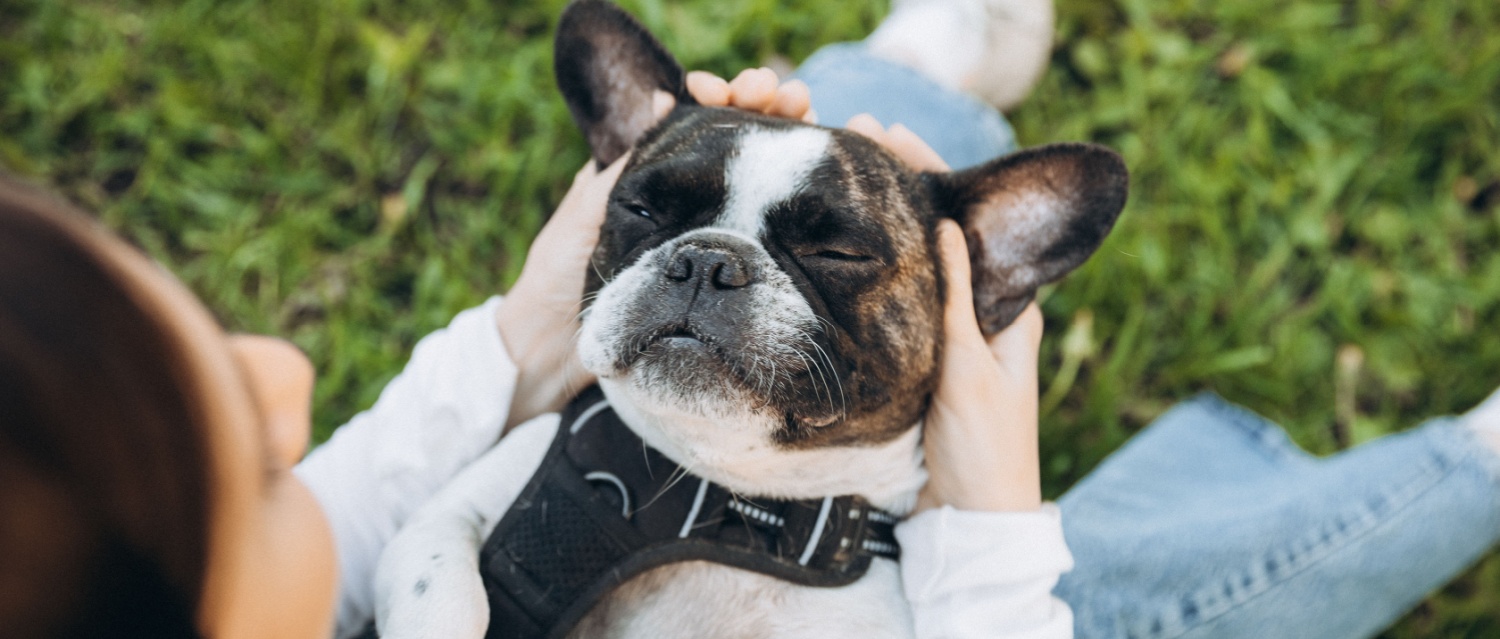girl plays with her dog. she strokes her belly and ears. french bulldog